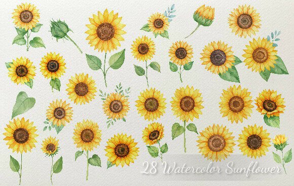 Download 28 Watercolor Sunflower Elements Color - Watercolor sunflower elements Collection