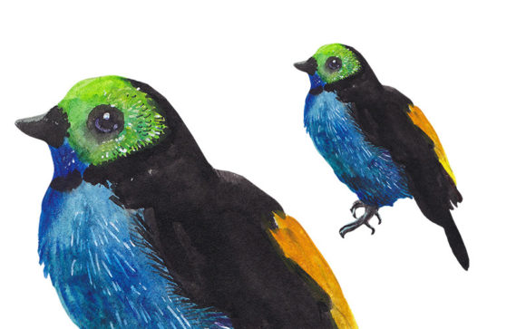 Download Watercolor Tropical Bird - Exotic Art - Art Collection