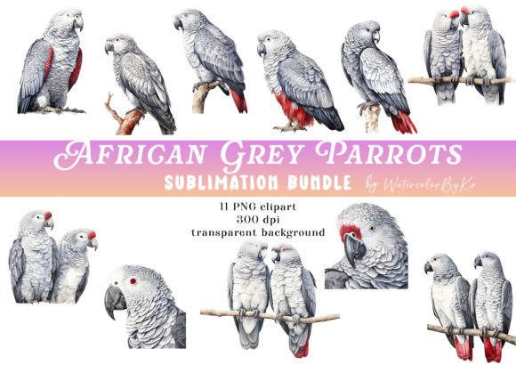 Download African Grey Parrot Bird Bundle Clipart - Art Collection