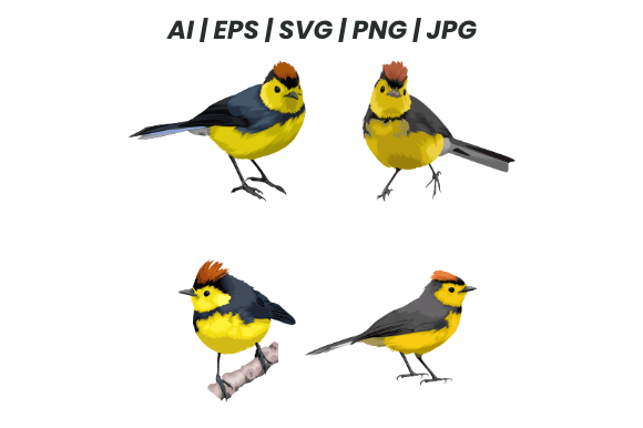 Download Collared Redstart Bird Bundle - Art Collection