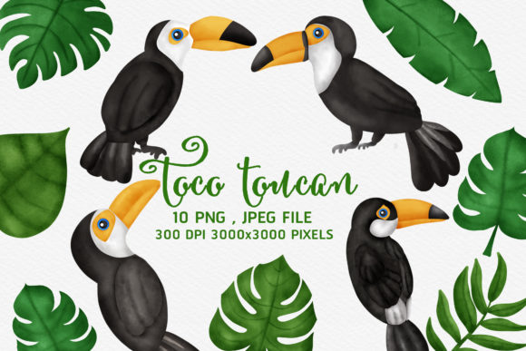 Download Tropical BIrd Cartoon Clipart - Art Collection